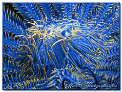 "Inside the Crinoid" - SD, Nusa Penida (Canon G9, D2000w,... by Marco Waagmeester 